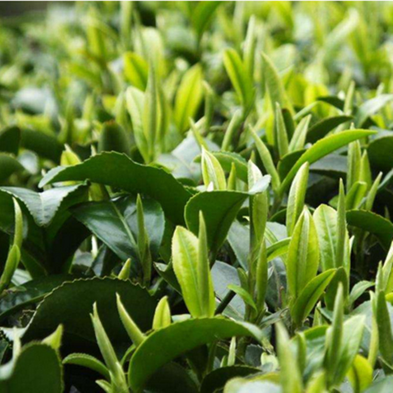 Bulk Wholesale Pure Extract Tea Tree Essential Oil