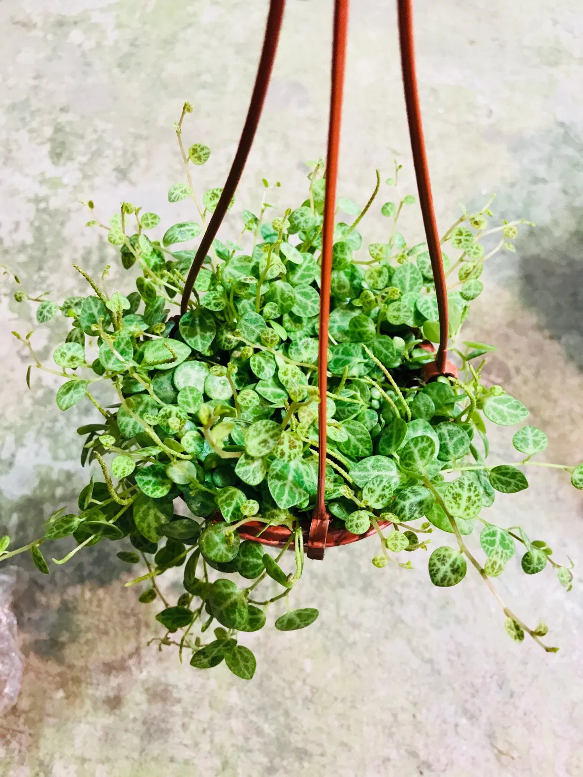 Wholesale Vine Plants Peperomia Prostrata