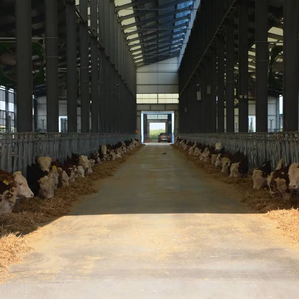 Moisture-Proof Reduced Environmental Pollution Steel Structure Prefabricated Cow Barn