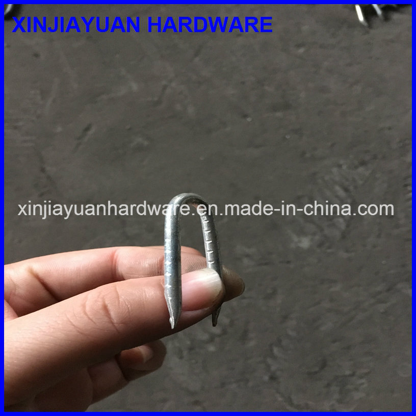 Prime Quality Polish U Shape Iron Nail with Diamond Point