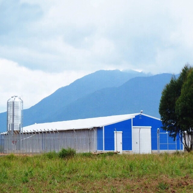 China Prefabricated Steel Structure Prefab Pig Farm House Construction