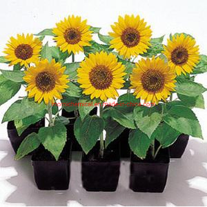 Mini Sunflower Seeds for Potted Planting