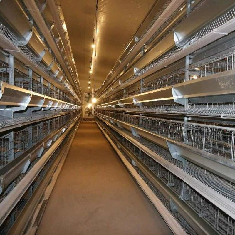 Quick Assemble Top Sale Modern Design Poultry Farm Chicken House