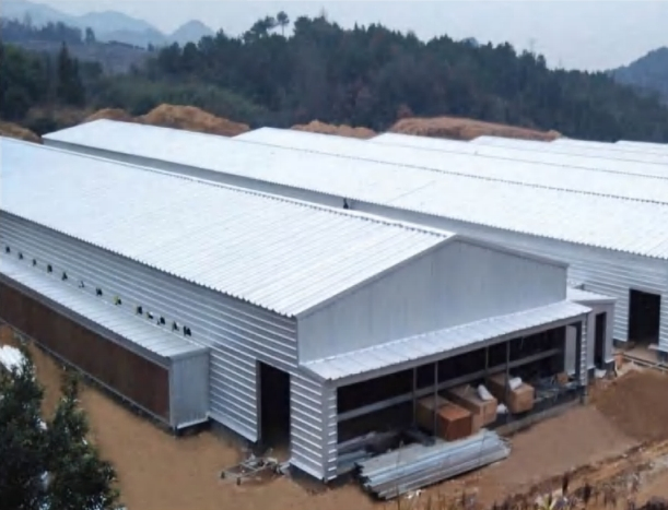 Quick Installation Supply Free Design Prefabricated Steel Structure Chicken Coop