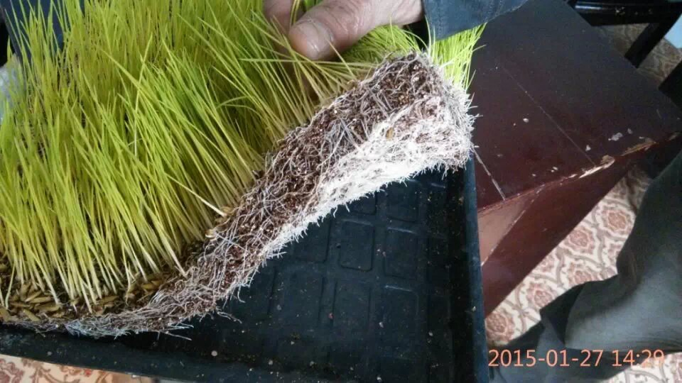 Hard Plastic Rice Seedling Tray for Rice Paddy Seed Nursery Sowing