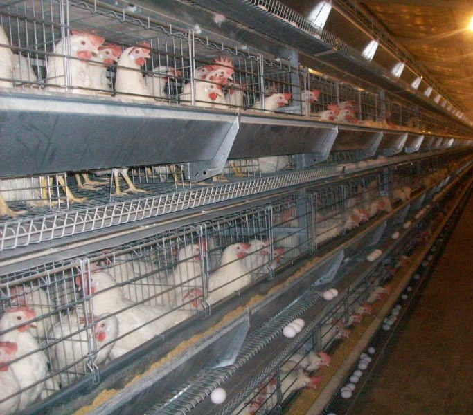 Prefabricated Building Galvanized Steel Structure Farming Shed Chicken Poultry House
