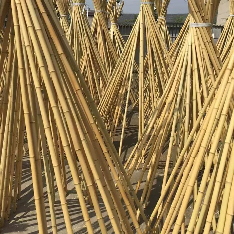Large Bamboo Poles for Gardening - Natural Thick Stakes, Heavy Duty & Professional