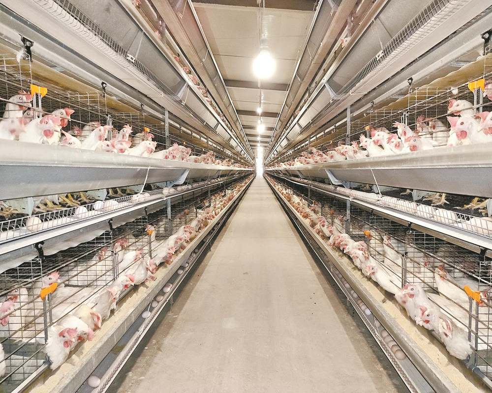 Poultry Farm with a Type Chicken Birds Layer Cage