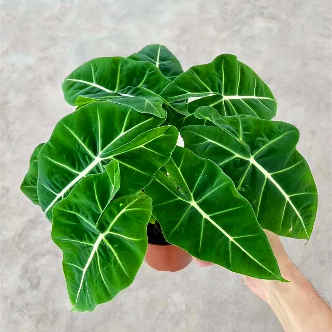 Alocasia Frydek Tissue Culture Plant Young Plant Plug Seedling Wholesale Nursery
