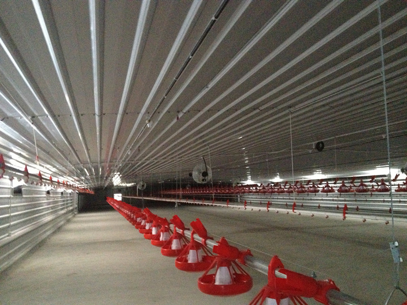 Light Structural Steel Building High Quality Metal Industrial Animals Shed