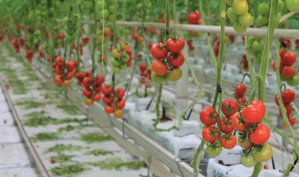 Soilless Substrate Culture Coco Peat Grow Bag Manufacturer for Tomato