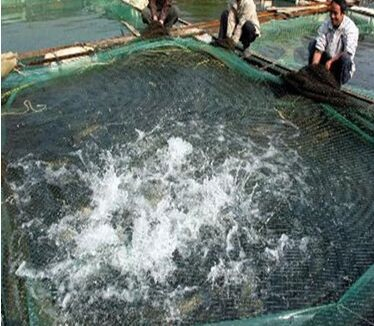 Smooth HDPE Geomembrane Pond Liner 0.5mm 0.75mm 1mm Geomembranas for Aquaculture Fish Farm in Colombia