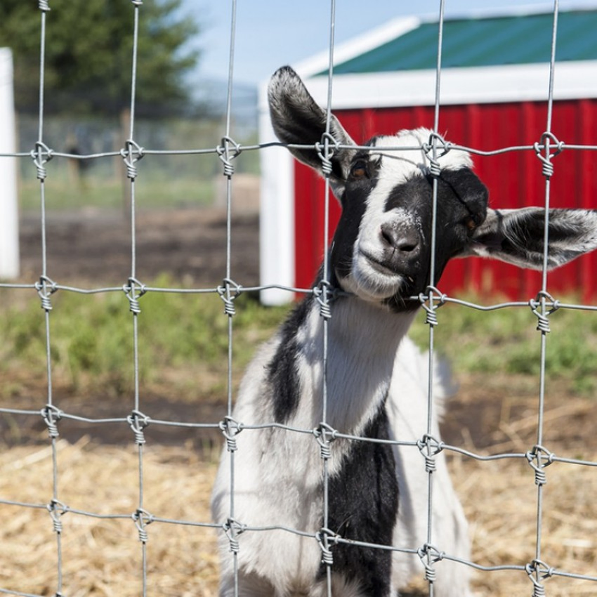 Sustainable Fixed Knot Woven Wire Field Fence Roll Livestock Goat Hog Fencing Wire Mesh Galvanized Sheep Cattle Wire Farm Fence