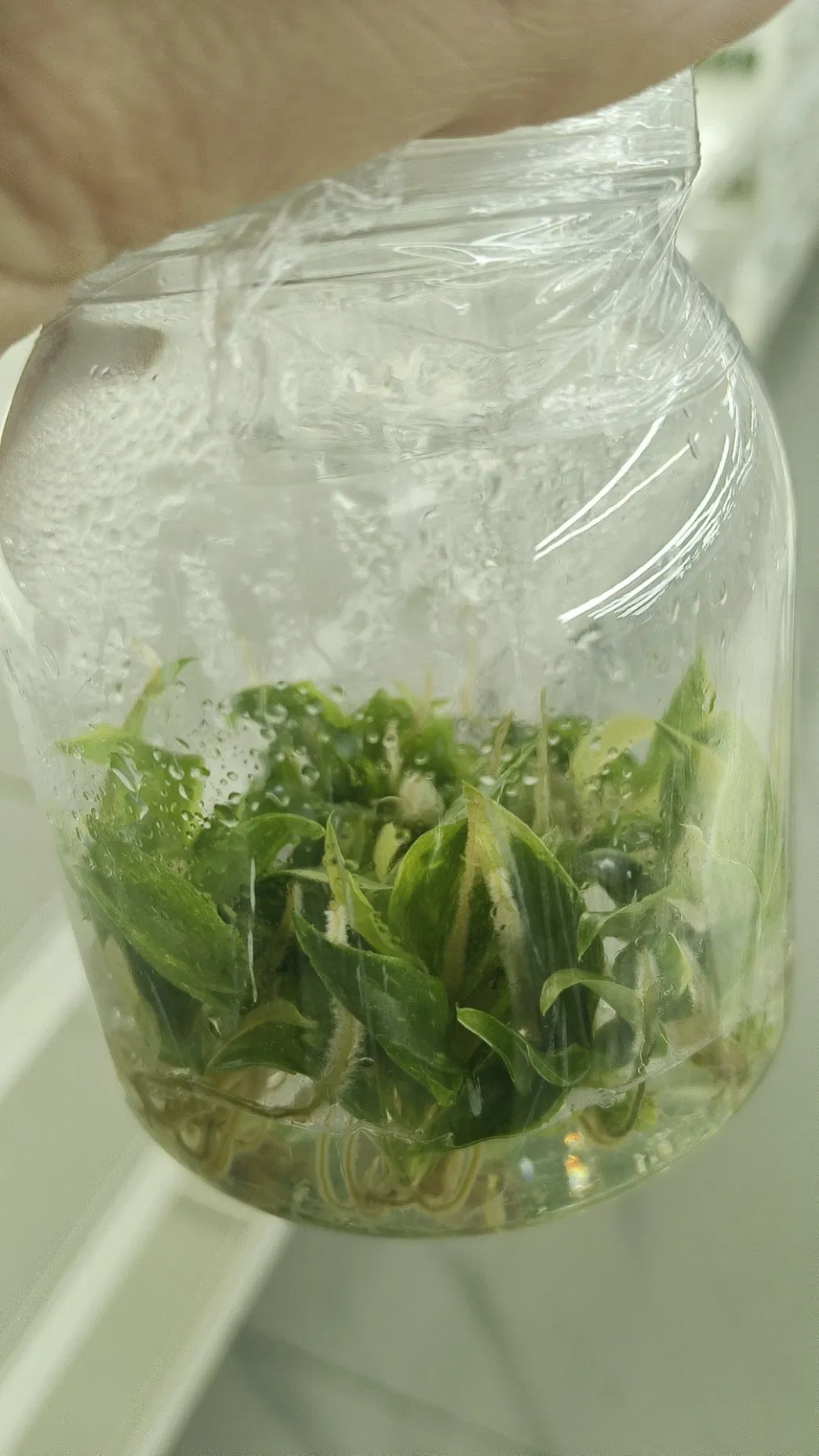 Philodendron Ring of Fire Live Plants Tissue Culture