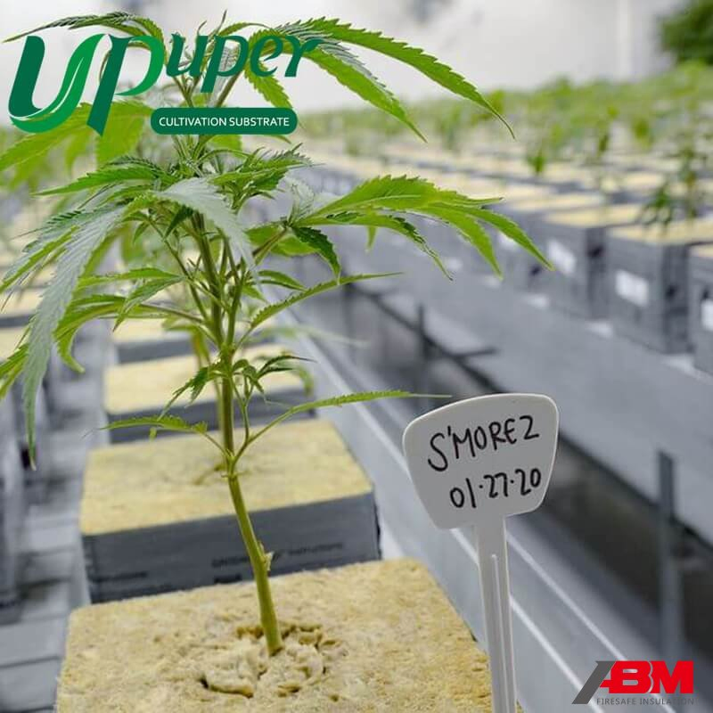 UPuper Rock Wool Growing Media Cube 6X6X6 Inch Growing Substrate Blocks Indoor Planting/Hydroponic/ Rock Wool Growing Medium Cubes for Tomato/Cucumber/Cannabi