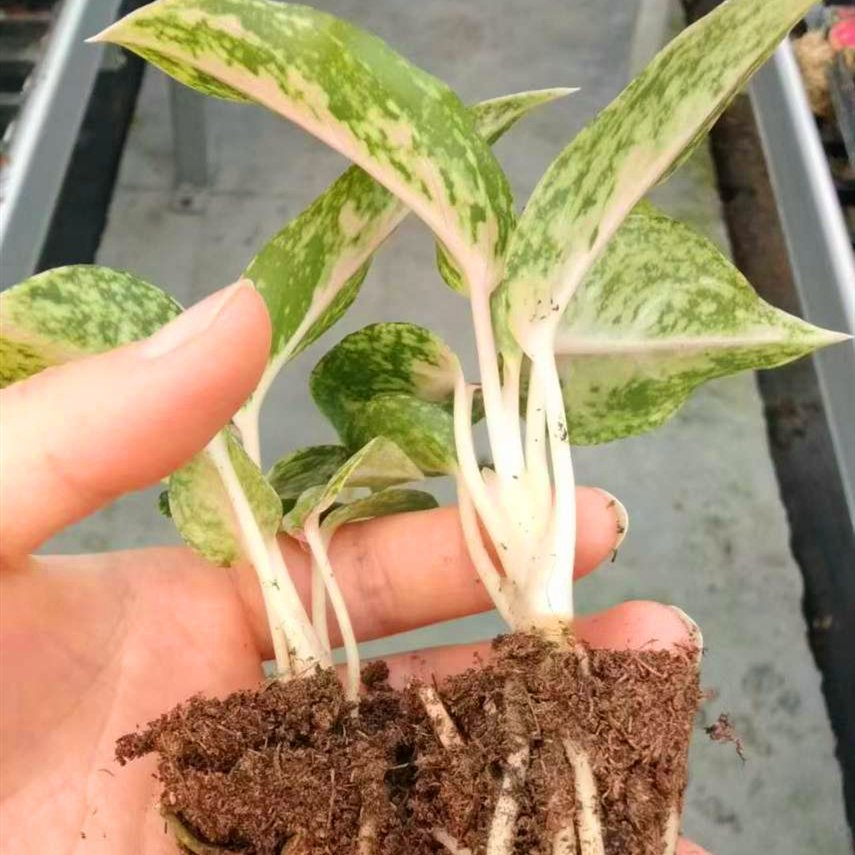 Aglaonema Indoor Seedling Plants Plug Plants Wholesale Nursery Live Plants