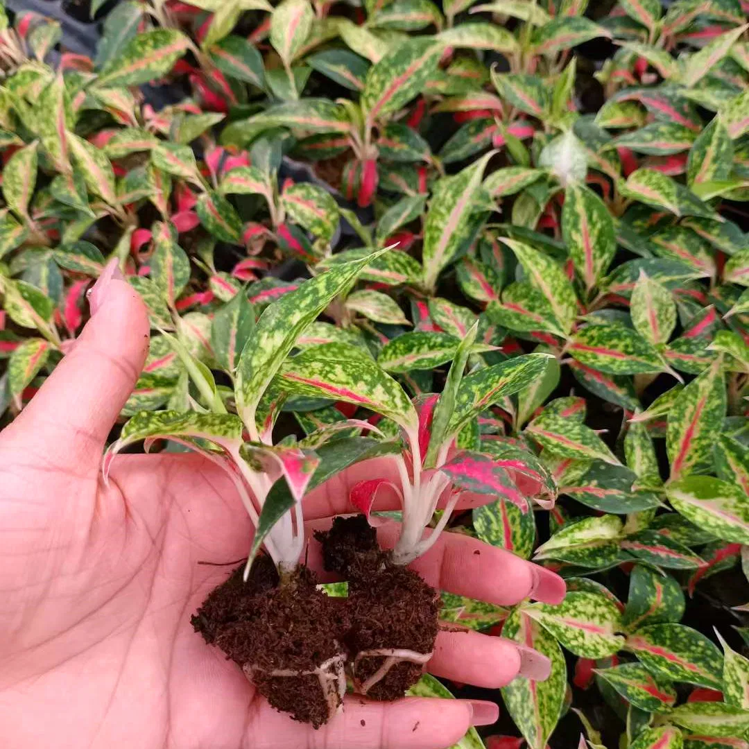 Aglaonema Nightsparkle Plug Seedling Live Plants Aglaonema Tissue Culture