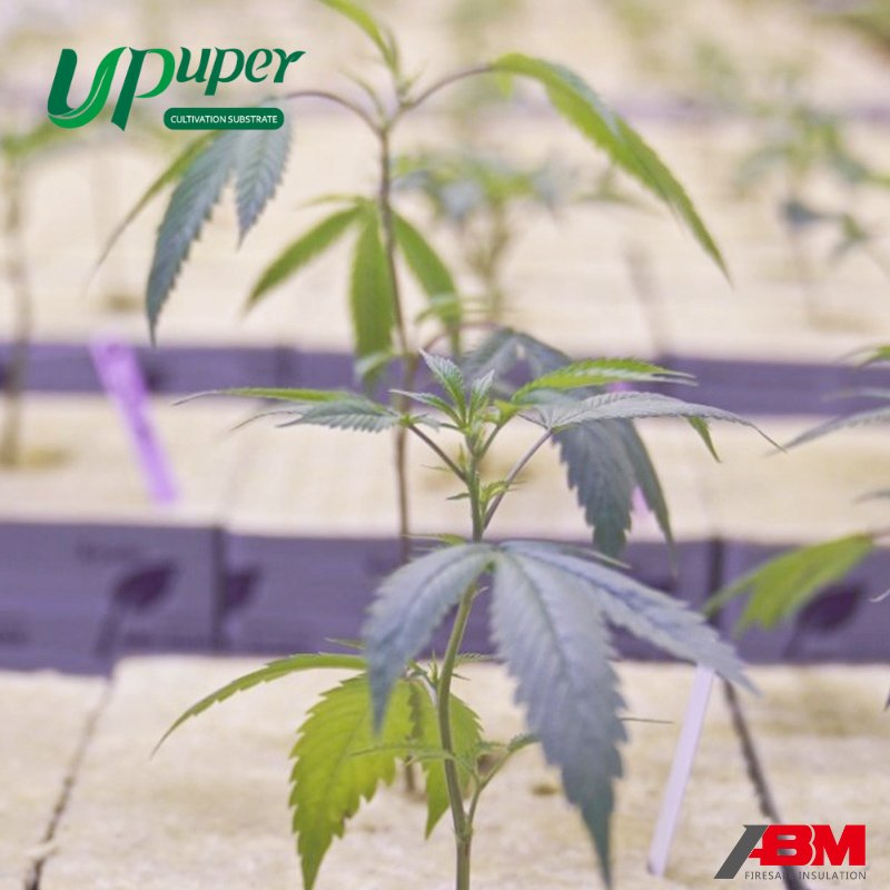 UPuper Rock Wool Growing Media Cube 6X6X6 Inch Growing Substrate Blocks Indoor Planting/Hydroponic/ Rock Wool Growing Medium Cubes for Tomato/Cucumber/Cannabi