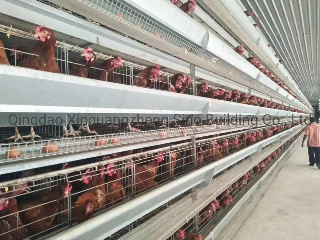 Prefabricated Building Galvanized Steel Structure Farming Shed Chicken Poultry House