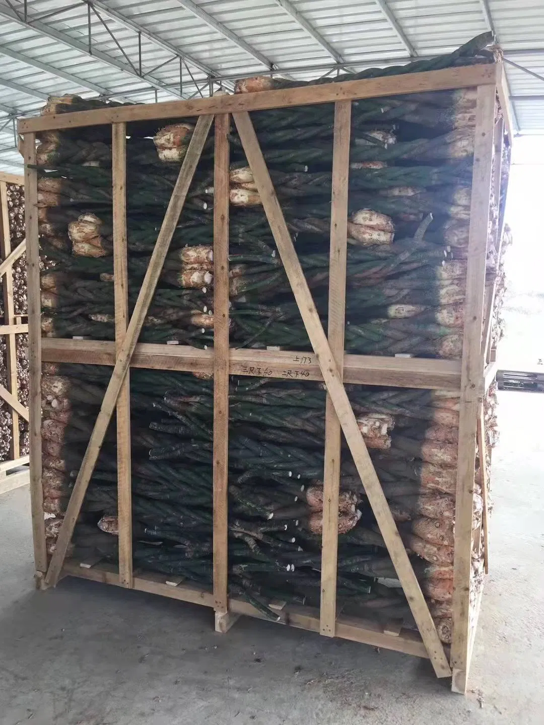 Chinese Money Tree Pachira Spp. for Home Decoration Outdoor Bonsai