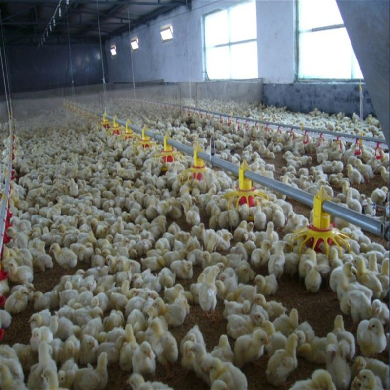 Easy Assemble Light Poultry House Steel Structure with Good Quality