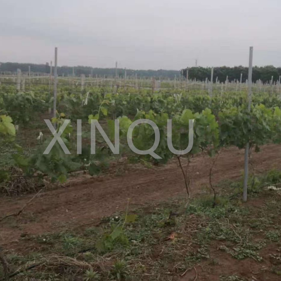 Easy to Use Hot DIP Galvanized Grape Vine Post Vineyard Poles for Vineyard Trellis Systems