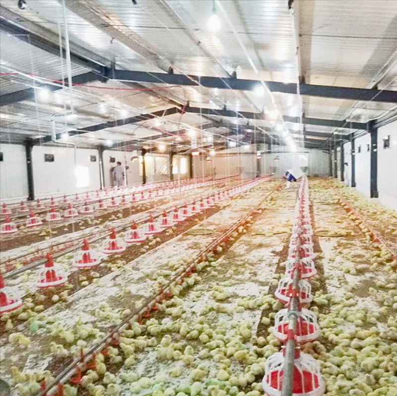 Low Cost Prefabricated Layer Chicken House Steel Poultry Chicken Farm