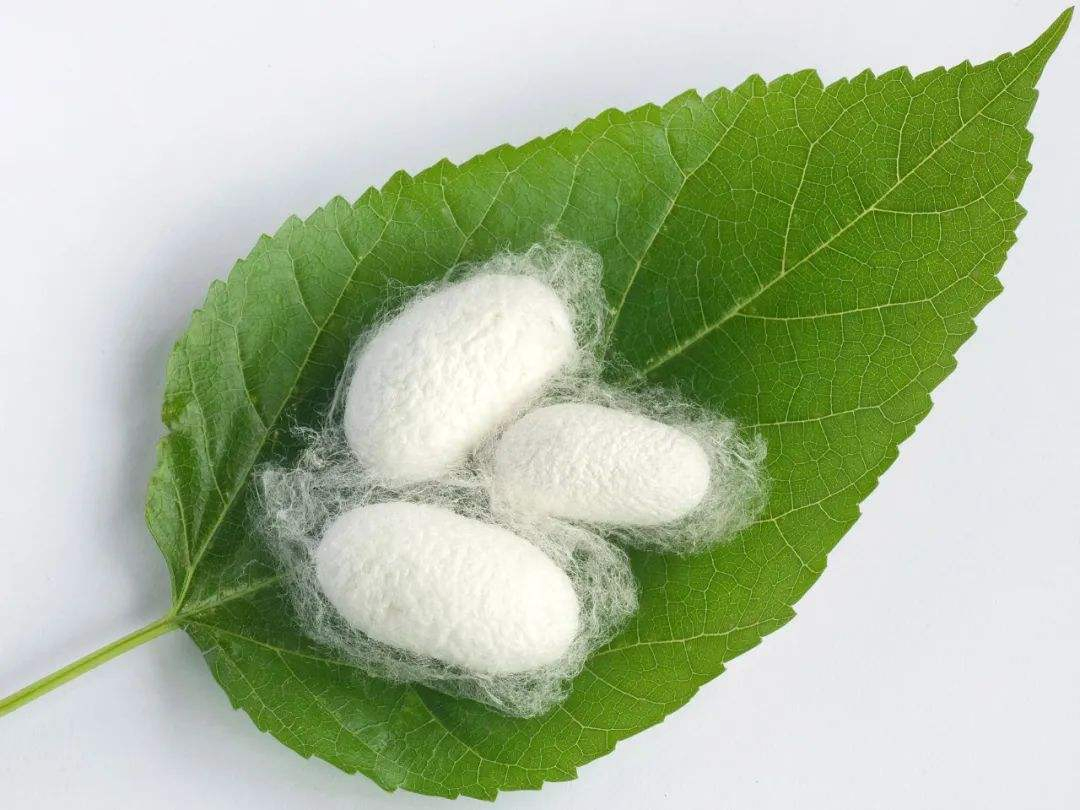 Hydrolyzed Silk Protien White Powder Cosmetic Material for Cream Mask