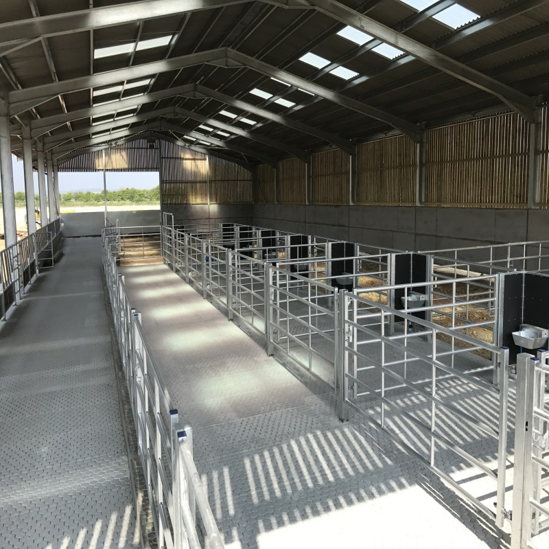 GB Standard Prefabricated Light Steel Structure Cow Diary Shed