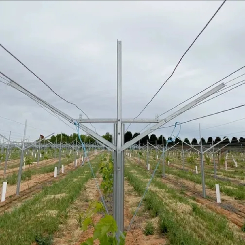 Hot Dipped Galvanized Steel Y Shape Grape Plant Pole Open Gable Vineyard Trellis Post System Metal Orchard Stake Pillars with Rustproof Coating