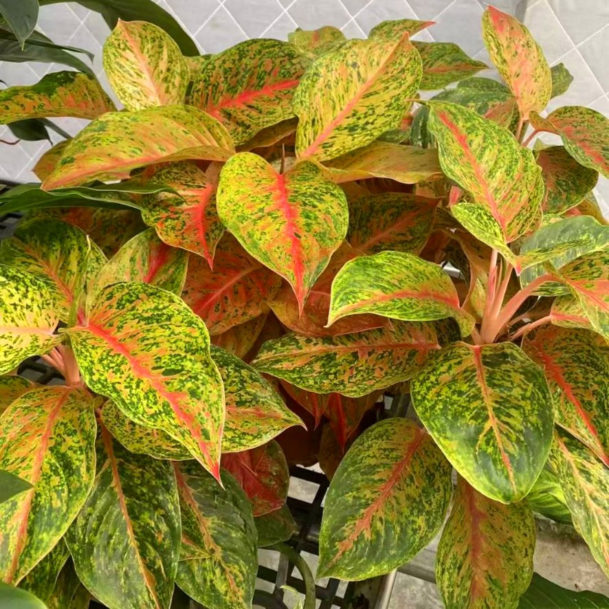Aglaonema Indoor Seedling Plants Plug Plants Wholesale Nursery Live Plants