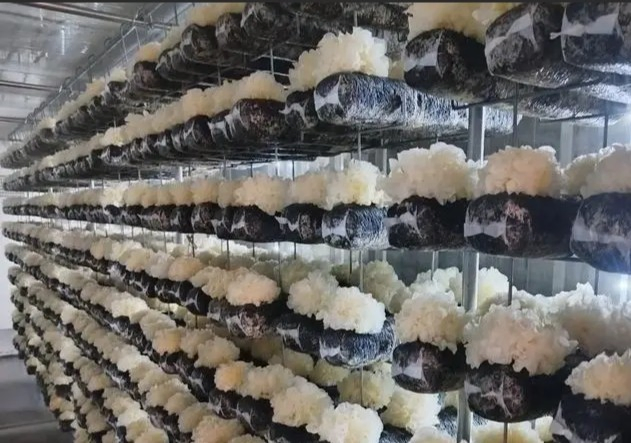 Mushroom Farming System 20/40FT Mushroom Growing Container