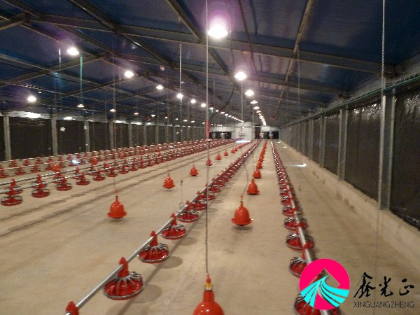 Modern Automatic Steel Structure Chicken House Poultry Farm Building with Equipment for Mall Application
