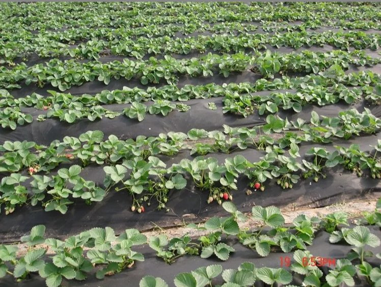 Biodegrable Agriculture PP Spunbond Non Woven Fabric for Plant Cover