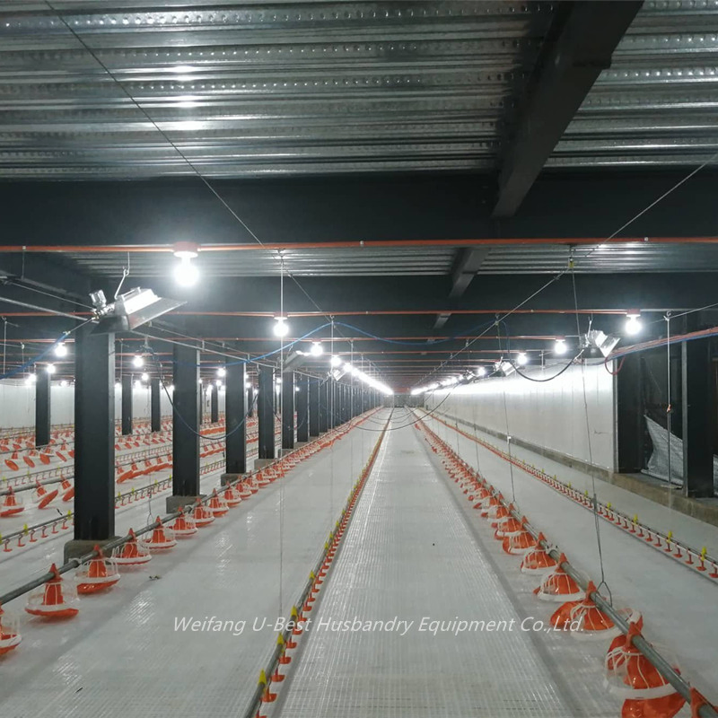 Chicken Automatic Feeding System Poultry Feed Line System Poultry Farm Equipment