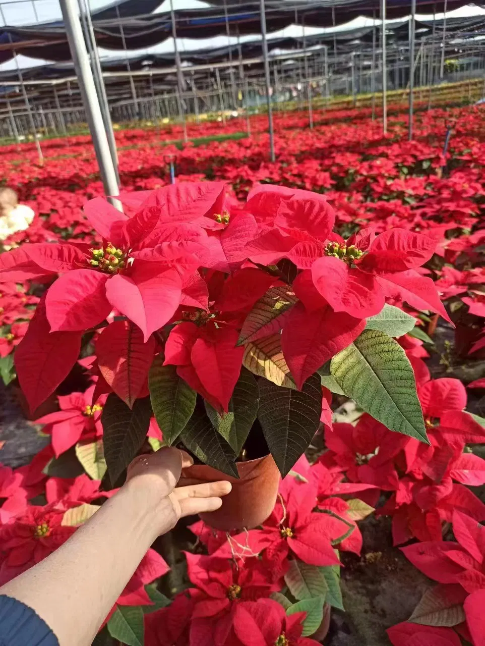Low Price Kalanchoe Flowers Poinsettia Plant Potted Bonsai for Home Decoration Christmas Gift on Wholesale
