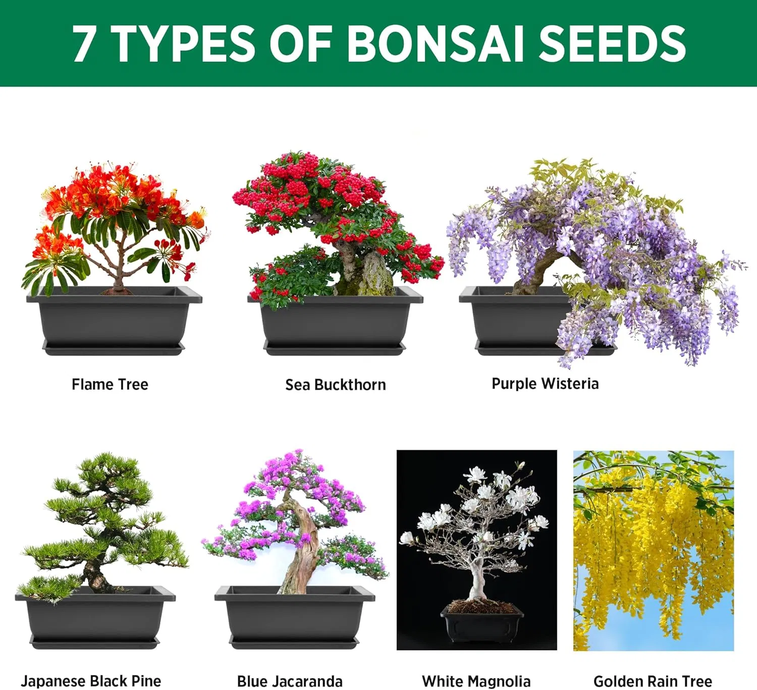 Bonsai Tree Starter Kit: Complete Bonsai Plant Growing Kit with 7 Types of Bonsai Tree Seeds Tools Soil Pots Trays - Japanese Grow Kit for Women and Men