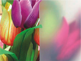 Frosted Glass with Competitive Price