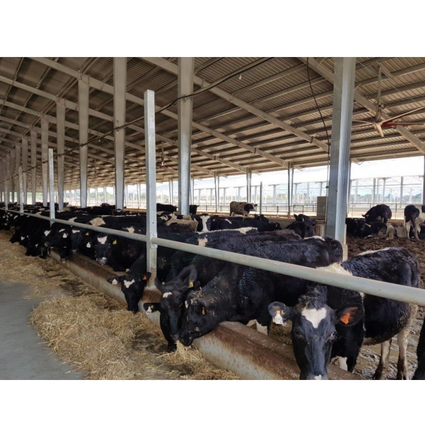 Prefabricated Light Steel Structure Dairy Cow Cattle Farm Shed Cow Shed