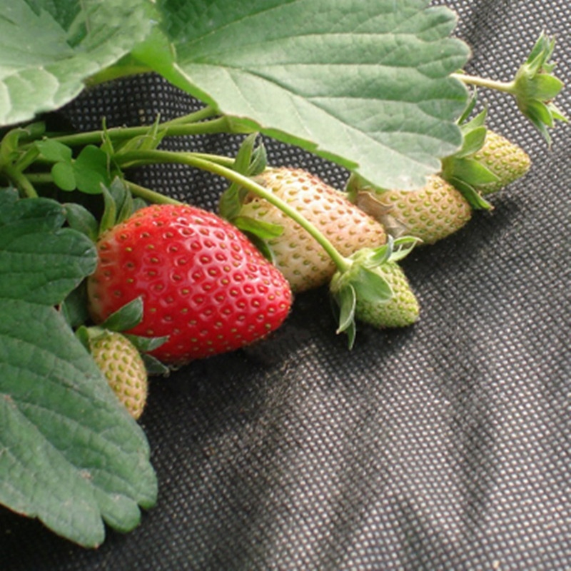 Agriculture Anti UV PP Non Woven Landscape Weed Control Mat Fabric