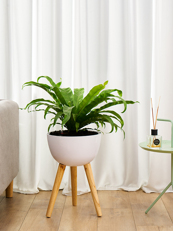 Plastic Flower Pot with Self Watering System for Home Decoration