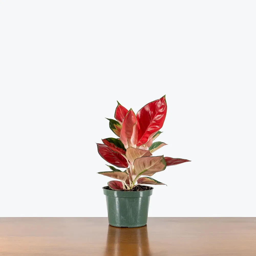 Fresh Plant Star King Red Plant for Home Decor