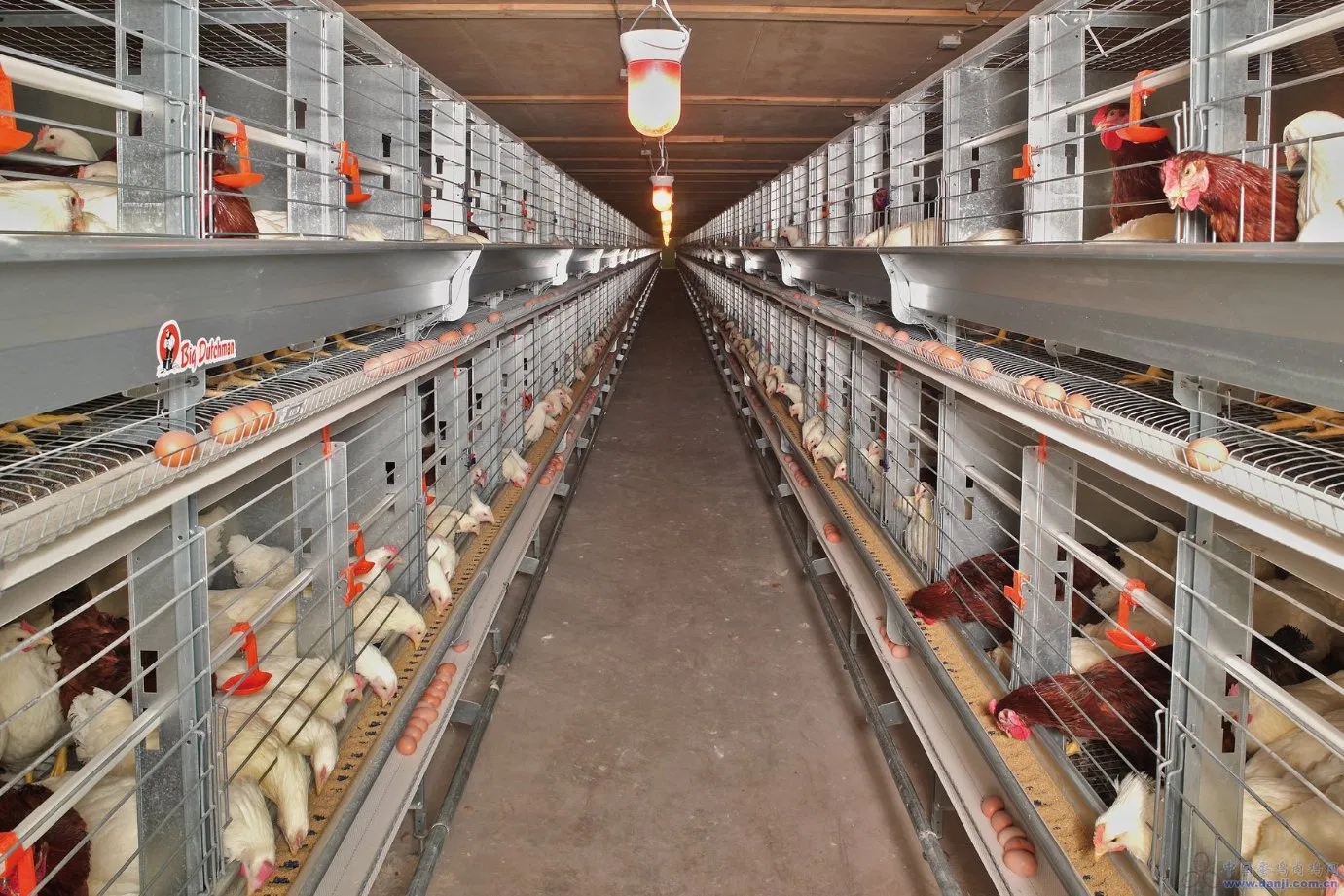 Prefabricated Light Steel Structure Construction Chicken Poultry Farms