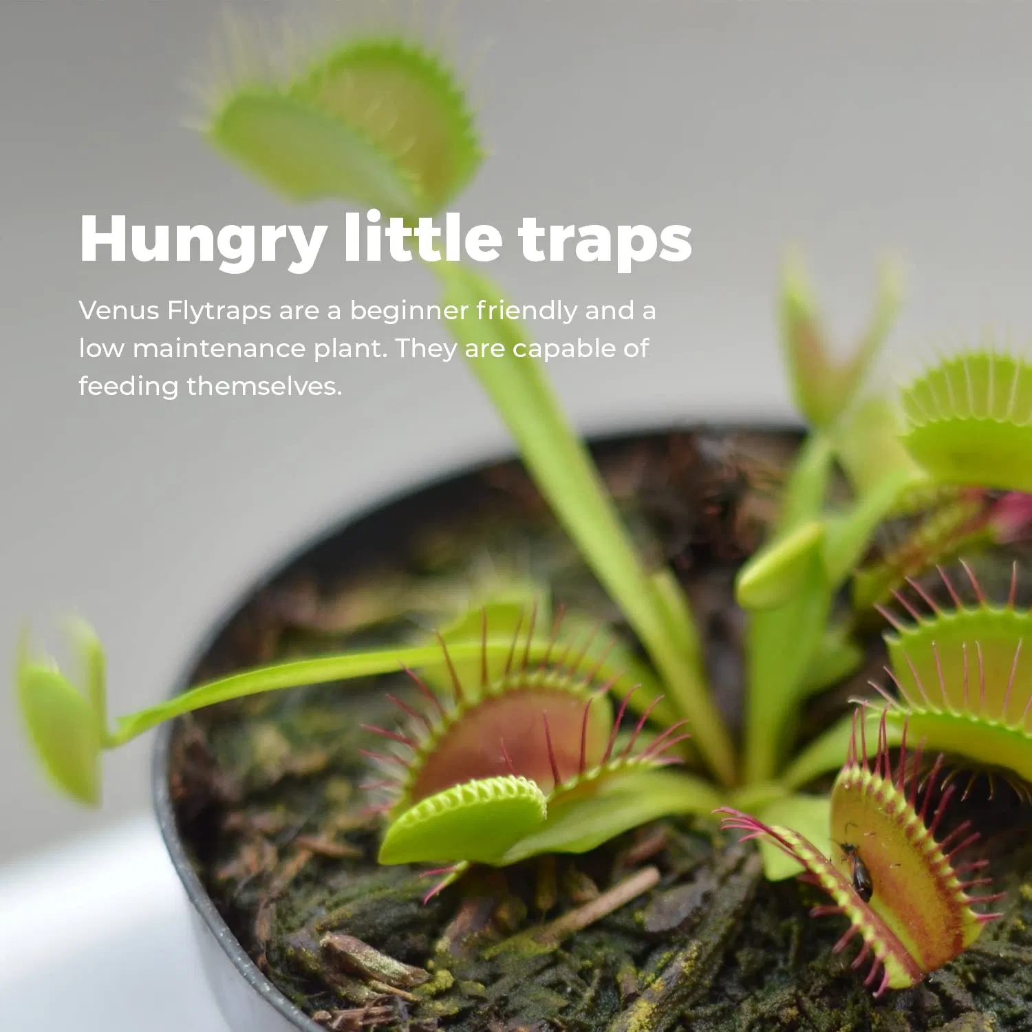 Grow Your Own Venus Flytrap Starter Kit Indoor Garden Grow Kits Venus Fly Trap Plant Seeds
