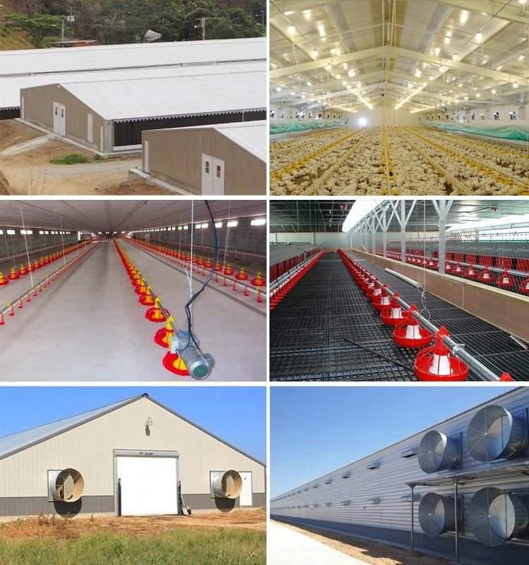Durable Galvanized Steel Structure Large Scale Poultry Chicken House