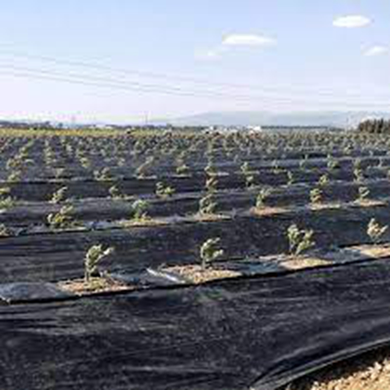 Premium Durable PP/PE Landscape Fabric for Gardening Projects