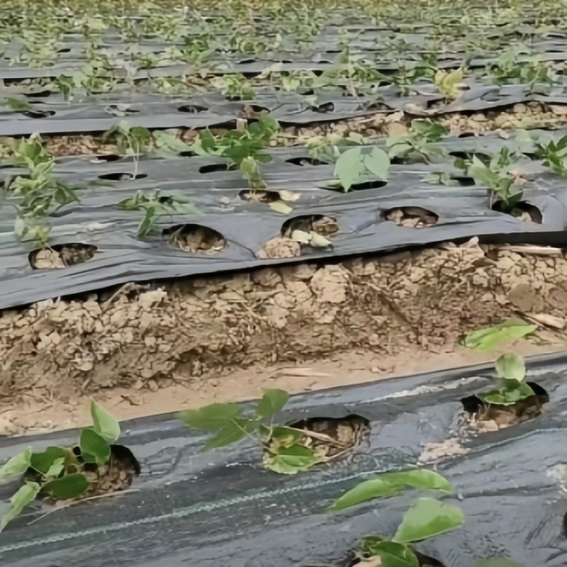 5 Year Use Landscape Weed Barrier Fabric for Garden Weed Blocker