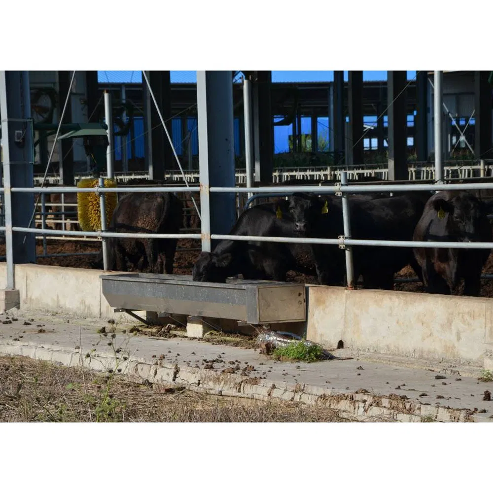 Dryness Reduced Environmental Pollution Prefabricated Steel Structure Cattle Farm
