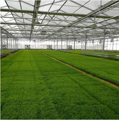 Quick Installation Prefabricated Steel Customized Greenhouse/Barn/Chicken House/Cowshed/Pig Farm Steel Structure