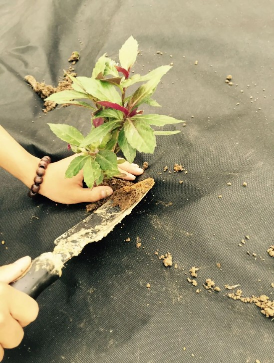 Durable Non-Woven Weed Mat for Effective Garden Ground Cover